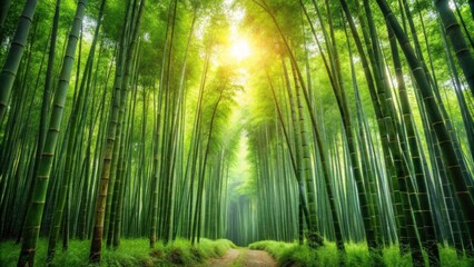 Lush bamboo forest isolated on background, bamboo, forest, green, nature, tropical, serene, peaceful, tranquil, background, foliage