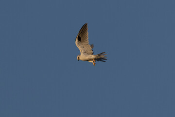 Poster - Close view of a white-tailed kite  hovering, seen in the wild in North California 