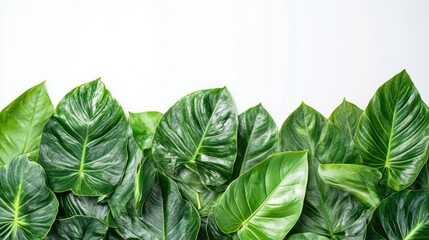 Poster - vibrant tropical leaves arranged harmoniously on a clean white background showcasing lush greenery a