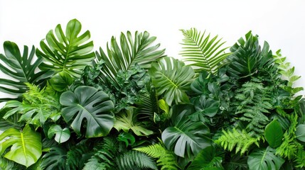 Aufkleber - Tropical green leaves arrangement featuring Monstera palm fern and rubber plant foliage on a clean white background for a nature-themed design