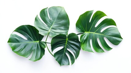 Aufkleber - Monstera leaves arranged on a bright white background showcasing their unique shapes and vibrant green colors for a fresh botanical design.