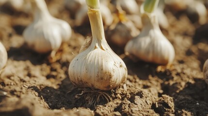 Poster - Garlic bulbs growing in fertile soil on a farm showcasing healthy vegetable cultivation and thriving plant saplings in a garden setting