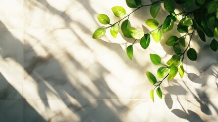 Poster - Fresh green leaves casting shadows on a white marble wall with sunlight creating a serene atmosphere and inviting natural texture copy space