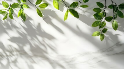Poster - Spring green leaves casting shadows on a white marble wall creating a serene nature-inspired background with ample copy space for text.