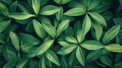 Poster - Lush green foliage background showcasing vibrant leaves in a natural park setting perfect for soothing and fresh design projects