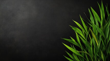 Aufkleber - Lush green grass leaves contrasting against a dark textured background for design and nature themes