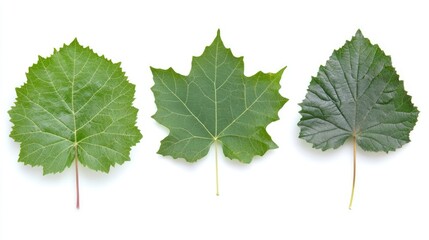 Poster - Summer green tree leaves displayed on a white background showcasing natural diversity and texture in foliage.