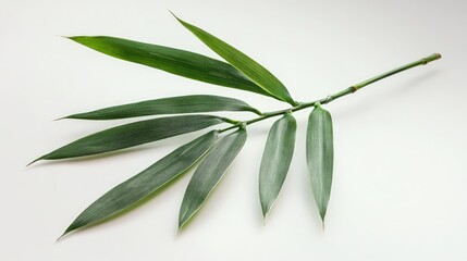 Poster - Lush green bamboo leaves arranged elegantly on a neutral background showcasing nature's beauty and tranquility