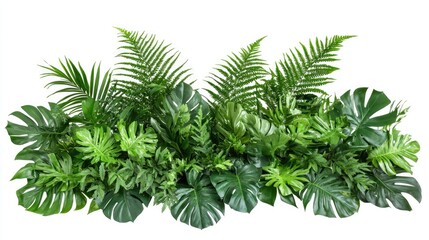 Poster - Tropical foliage arrangement featuring Monstera palm fern rubber plant and birds nest fern on a white background for nature-themed designs