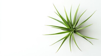 Aufkleber - Aerial green plant with long slender leaves on a clean white background for minimalist decor and nature-themed designs