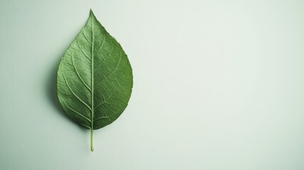 Aufkleber - Vibrant green leaf showcasing natural texture and detail against a soft white background ideal for eco-friendly themes and designs.