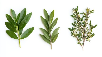 Aufkleber - Fresh herbs and spices arranged isolated on a clean white background showcasing their vibrant green leaves and natural textures