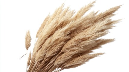 Aufkleber - Dried pampas grass branches isolated on white background perfect for natural decor in packages notebooks and stylish design elements