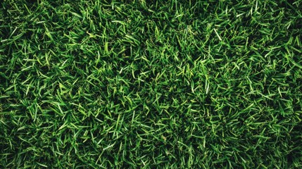 Poster - Lush green grass texture in a natural field representing tranquility and the beauty of nature suitable for landscaping and gardening themes