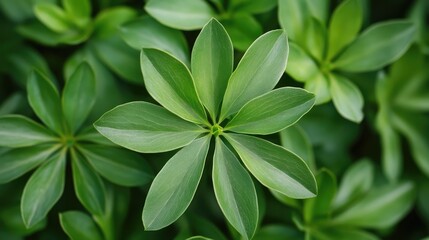 Aufkleber - Close-up of vibrant green leafy foliage highlighting intricate textures and patterns in natural lighting for botanical beauty.