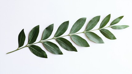 Poster - Green leafy branch isolated on white background showcasing natural beauty with ample space for text or design elements