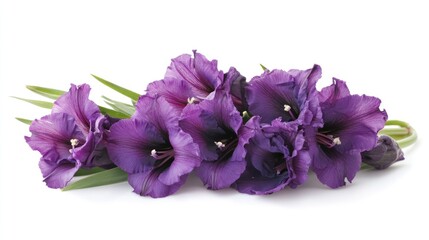 Aufkleber - Purple Gladiolus Flowers Bouquet on White Background for Floral Design and Decoration