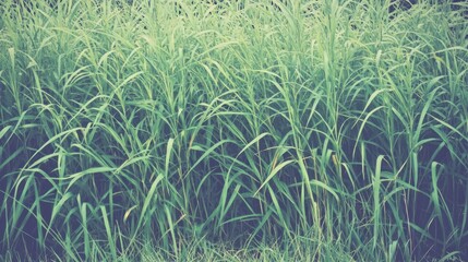 Poster - Vintage green grass texture with soft colors ideal for backgrounds and nature-themed designs.