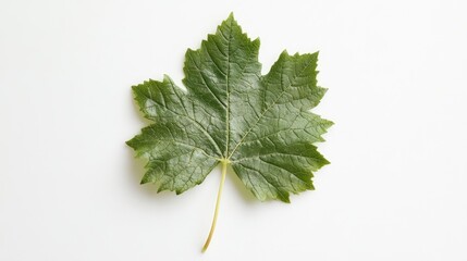Aufkleber - Grapevine leaf isolated on a white background showcasing its intricate texture and vibrant green color for culinary or botanical use.
