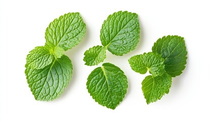 Aufkleber - Fresh mint leaves arranged on a clean white background showcasing their vibrant green color and unique textures for culinary and design use.