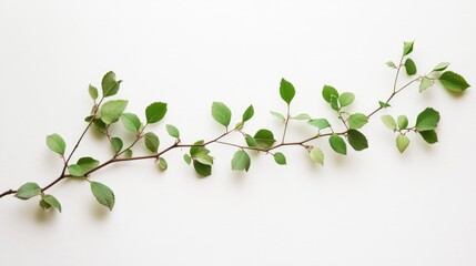 Aufkleber - Delicate green vine with vibrant leaves isolated on a clean white backdrop showcasing a close-up aerial view of nature's beauty.