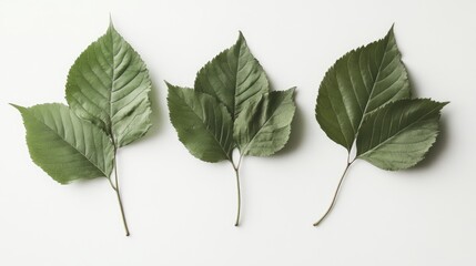 Poster - Green leaves arranged artistically on a clean white background showcasing nature's beauty and vibrant textures