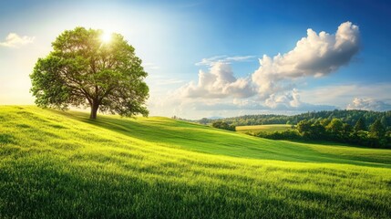 Poster - Lush green grass field under a vibrant sky with a solitary tree and soft sunlight illuminating the serene landscape.