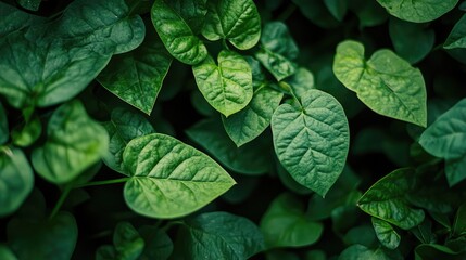Poster - Mature green bean pods with hairy texture amidst lush green leaves on a plantation in selective focus showcasing agricultural details.