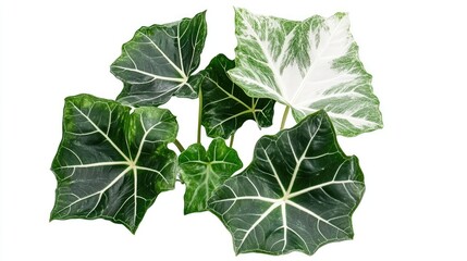 Poster - Homalomena green foliage with white petioles arranged artistically on white background showcasing natural beauty and intricate leaf patterns