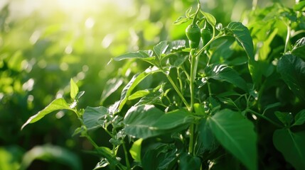 Wall Mural - Fresh green chili pepper among lush green leaves in a sunlit garden for culinary use and organic cooking inspiration