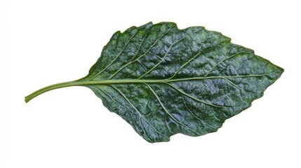 Poster - Fresh green basil leaf isolated on white background showcasing its vibrant color and texture for culinary and botanical purposes.