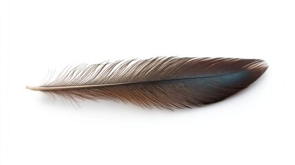 Poster - Peacock feather elegantly displayed against a clean white backdrop, highlighting iridescent hues and delicate textures, nature, simplicity, decorative element.