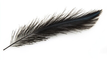 Poster - Peacock feather placed on a clean white background, emphasizing intricate patterns and vibrant colors for artistic or decorative use, nature, wildlife, texture.