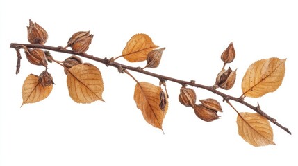 Poster - Pressed and dried elm seeds on a branch with yellowed leaves, isolated on a white background, perfect for floristry, scrapbooking, herbarium projects, botanical elements, nature decor.
