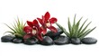 © ArtificialHorizons - Elegant red orchid flowers on wet black stones with aloe vera plants, ideal for spa design and wellness concepts against a clean white background.
