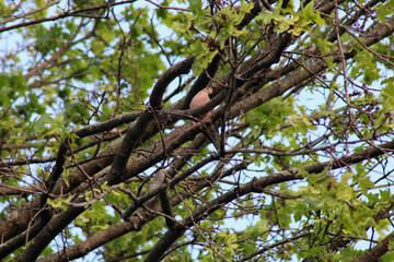 bird pigeon dove feather tree branch wildlife wild animal tree nature