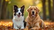 © RABBI - Adorable Border Collie and Golden Retriever Puppies in Autumn Park, High-Resolution Photorealistic Portrait of Happy Dogs Among Fall Leaves