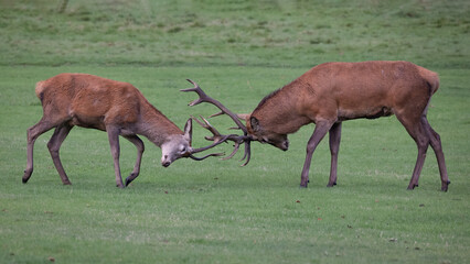 Poster - taken during the rutting season, a young red deer stag locks antlers with a much older stag