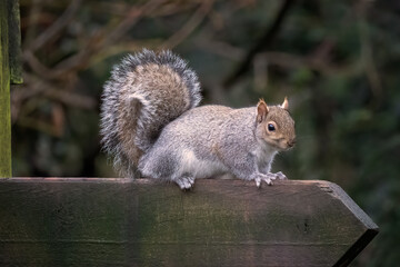 Poster - A close up portrait of a grey squirrel as it sits on a wooden direction post. The natural background is dark out of focus with space for text