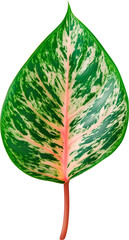 Wall Mural - aglaonema leaf