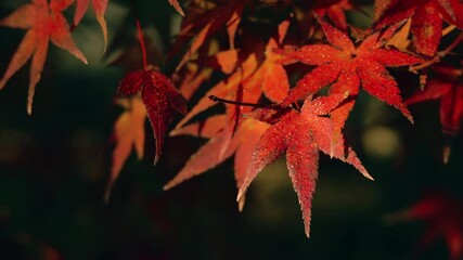 Wall Mural - dramatic view of maple leaves on a tree swaying in wind in autumn or fall, nature or outdoor