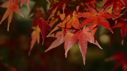 Wall Mural - dramatic view of maple leaves on a tree swaying in wind in autumn or fall, nature or outdoor