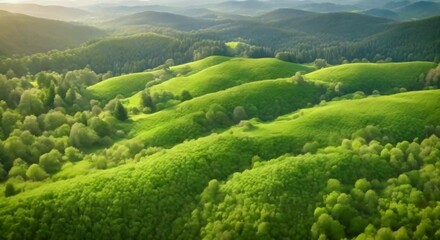 Wall Mural - Aerial view of dense green forest with rays of sunlight breaking through the canopy in summer.