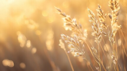 Poster - Abstract golden bokeh lights glowing softly against a warm background for elegant visuals