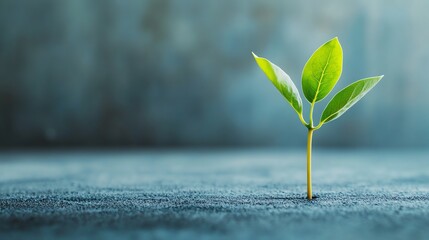 Wall Mural - A small green sprout growing from a crack in the ground.