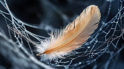 Wall Mural - a brown feather is caught in a spiderweb covered in water droplets.