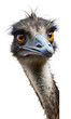 © vectorize - Emu peeking around corner isolated on transparent background