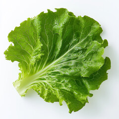 Fresh green lettuce leaf with vibrant texture on white background