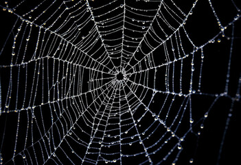 A close-up view of a spider web covered in dew drops, creating a intricate and delicate pattern against a dark background