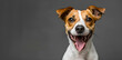 © Tanyastock - A happy Jack Russell dog with a playful on a grey background